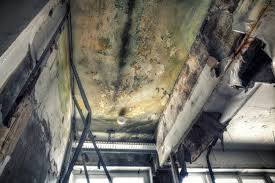 Why You Should Choose Our Mold Remediation Services in Bruceton, TN